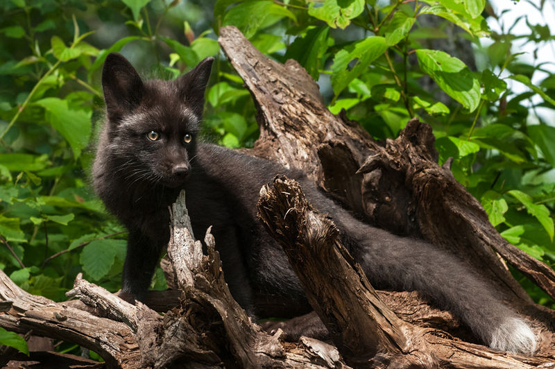 Datei:Südfuchs.jpg